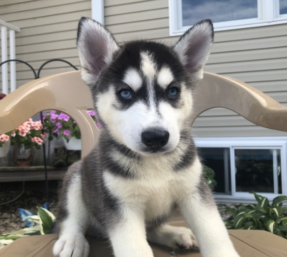 comprar cachorros sanos, baratos y asequibles para la venta